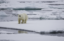 Wildlife viewing, Nunavut