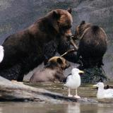 Wildlife Viewing Grizzly Bears Mother and Cubs